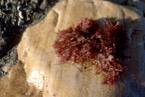 Algue rouge